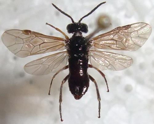 Réf. 309 540 : Stethomostus fuliginosus